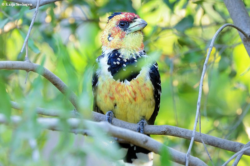 Crested Barbet (Haubenbartvogel)