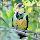 Crested Barbet (Haubenbartvogel)