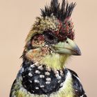 Crested Barbet - Südafrika