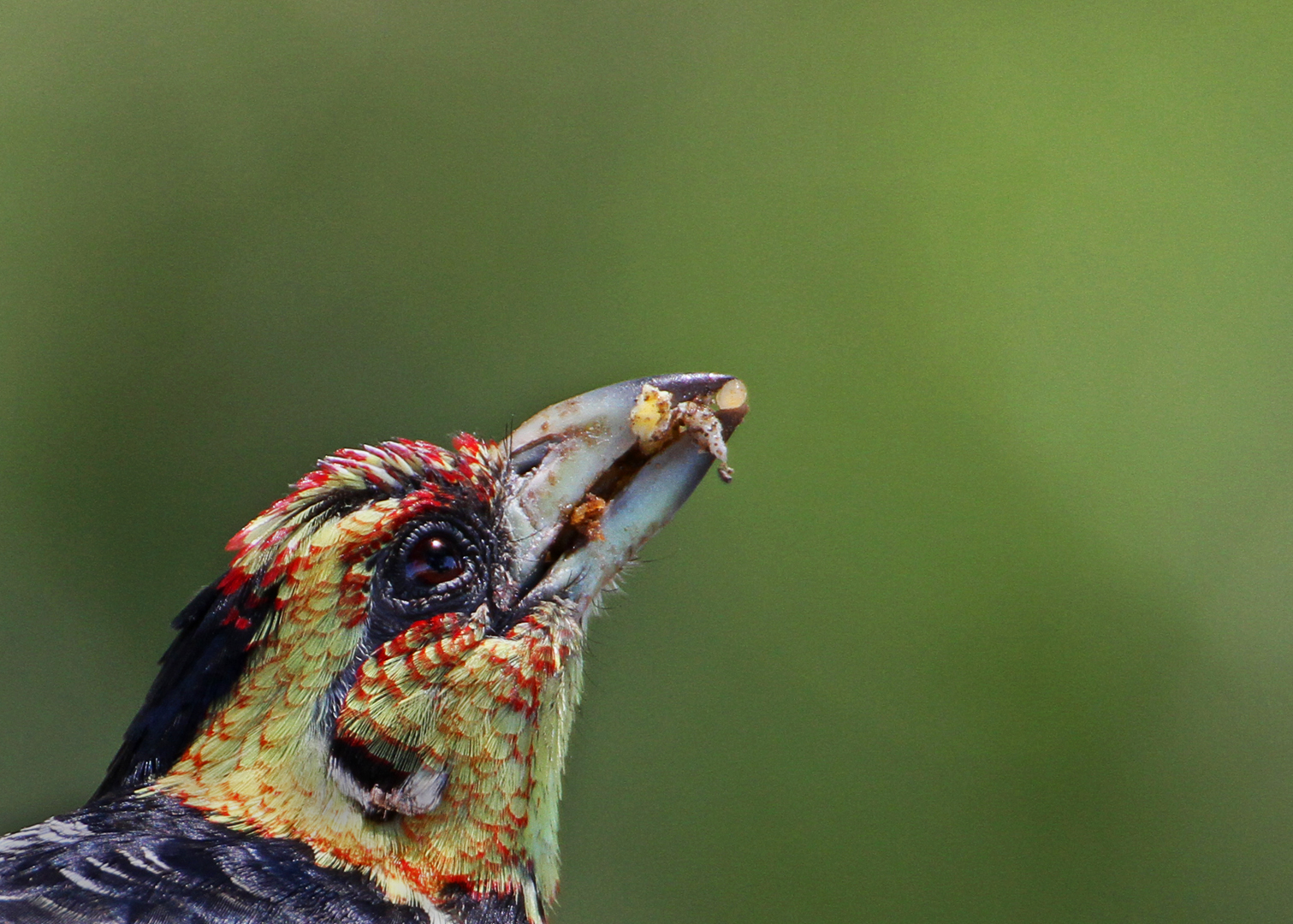 Crested barbett