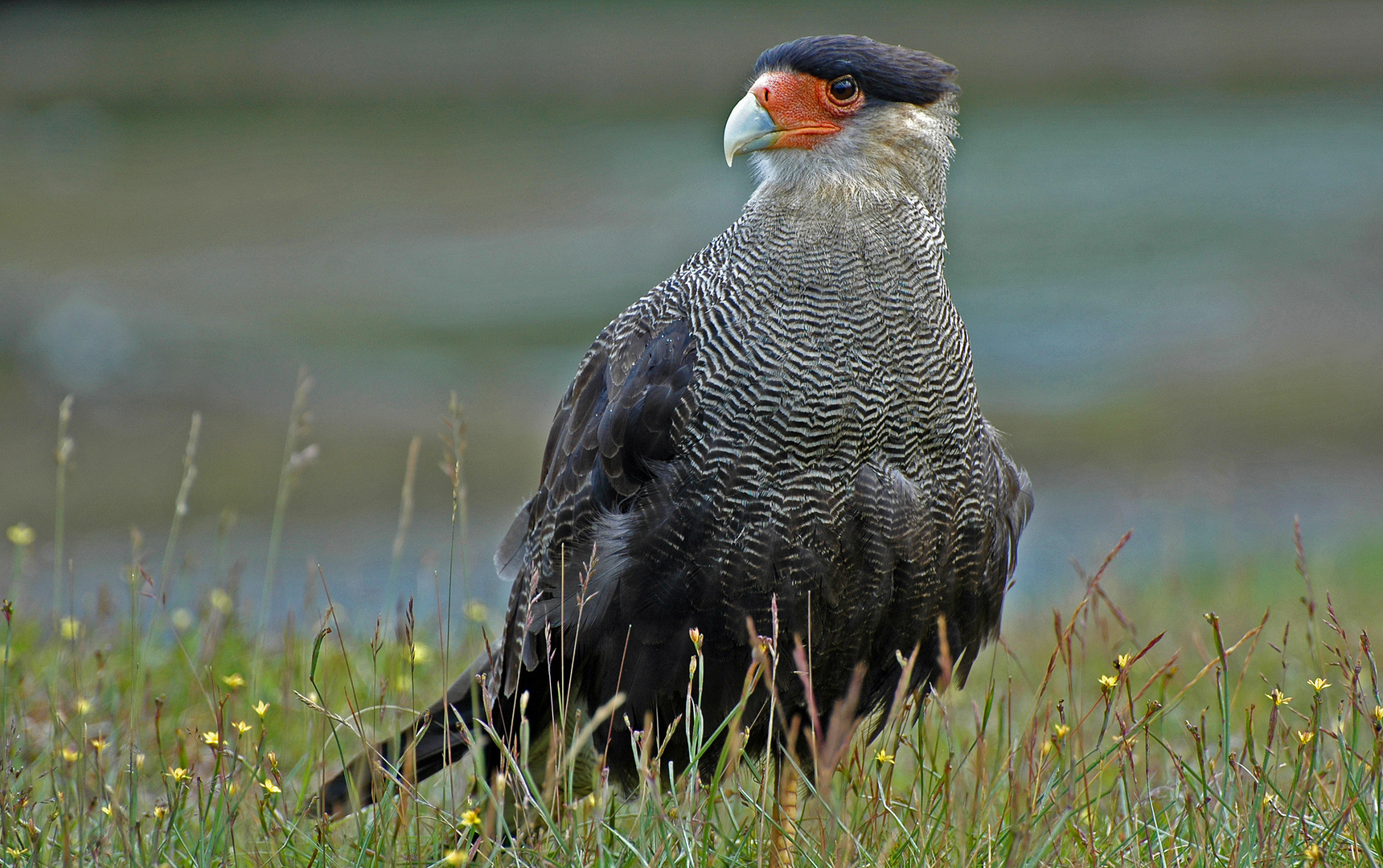 Crested Caracara