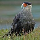 Crested Caracara