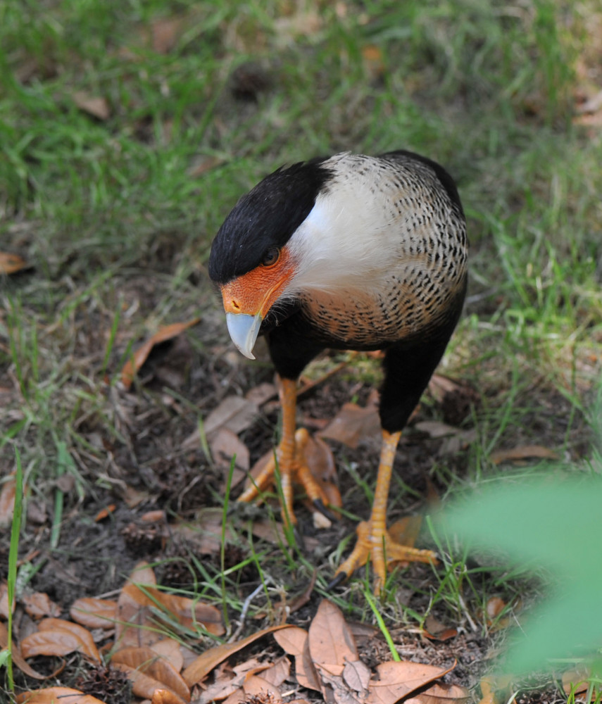 Crested Caracara (Caracara cheriway)