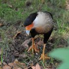 Crested Caracara (Caracara cheriway)