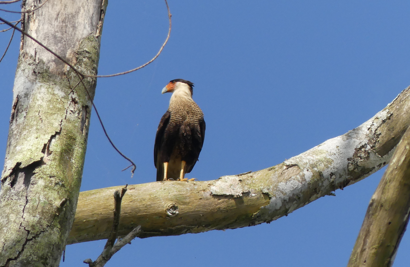 - Crested Caracara -