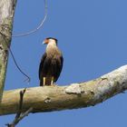 - Crested Caracara -