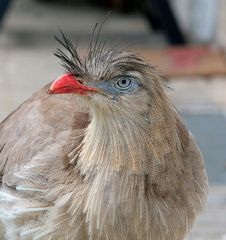 crested cariama