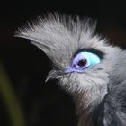 Crested Coua - Spitzschopf-Seidenkuckuck