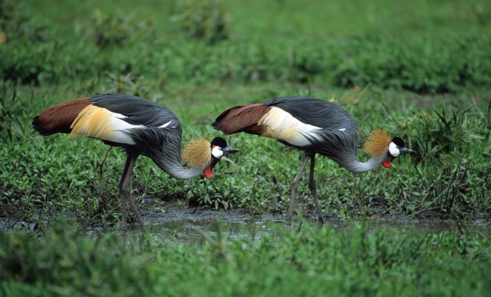 Crested Crane in Uganda