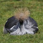 Crested Crane - Kronenkranich - Balearica pavonina