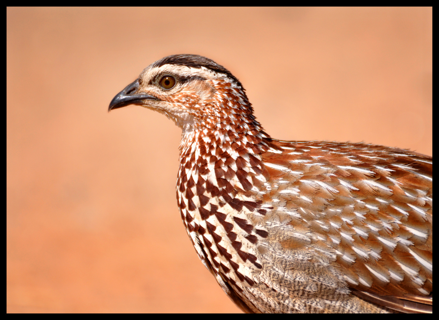 Crested Francolin