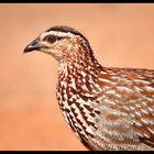 Crested Francolin