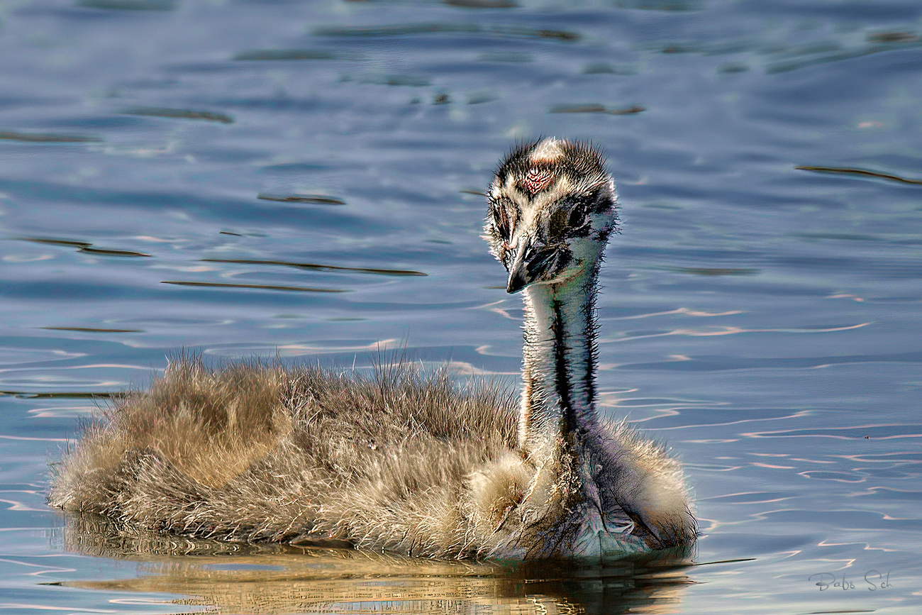 Crested grebe child