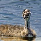 Crested grebe child