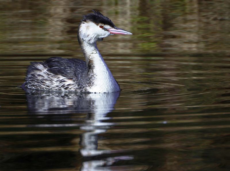 Crested Grebe