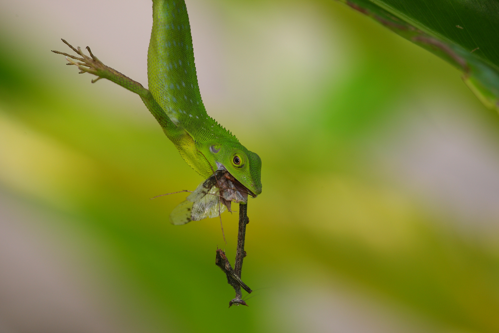 Crested Green Lizard , Borneo