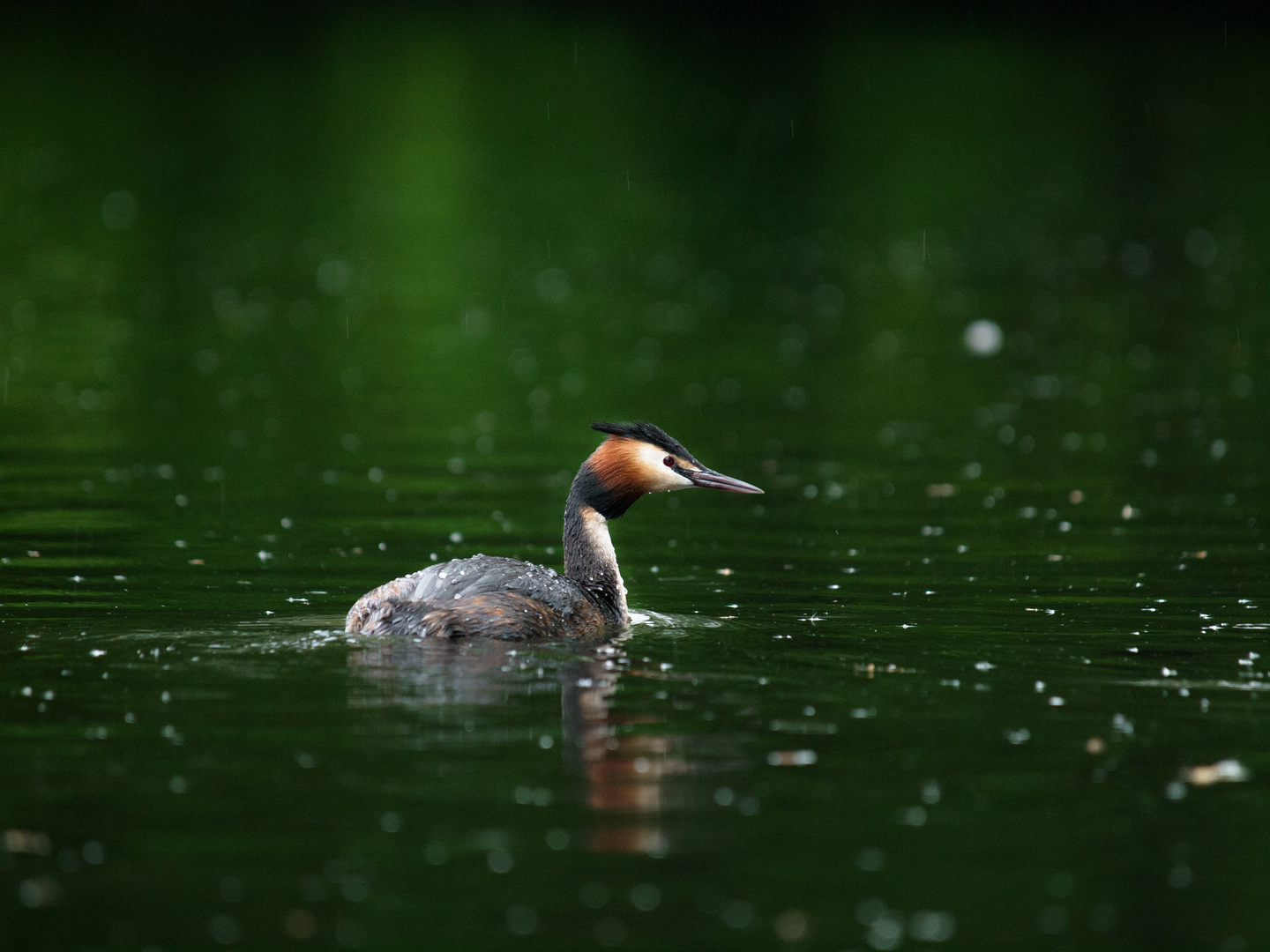 Crested Grepe