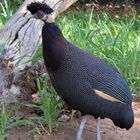 Crested guineafowl