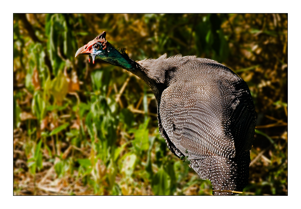 Crested Guineafowl