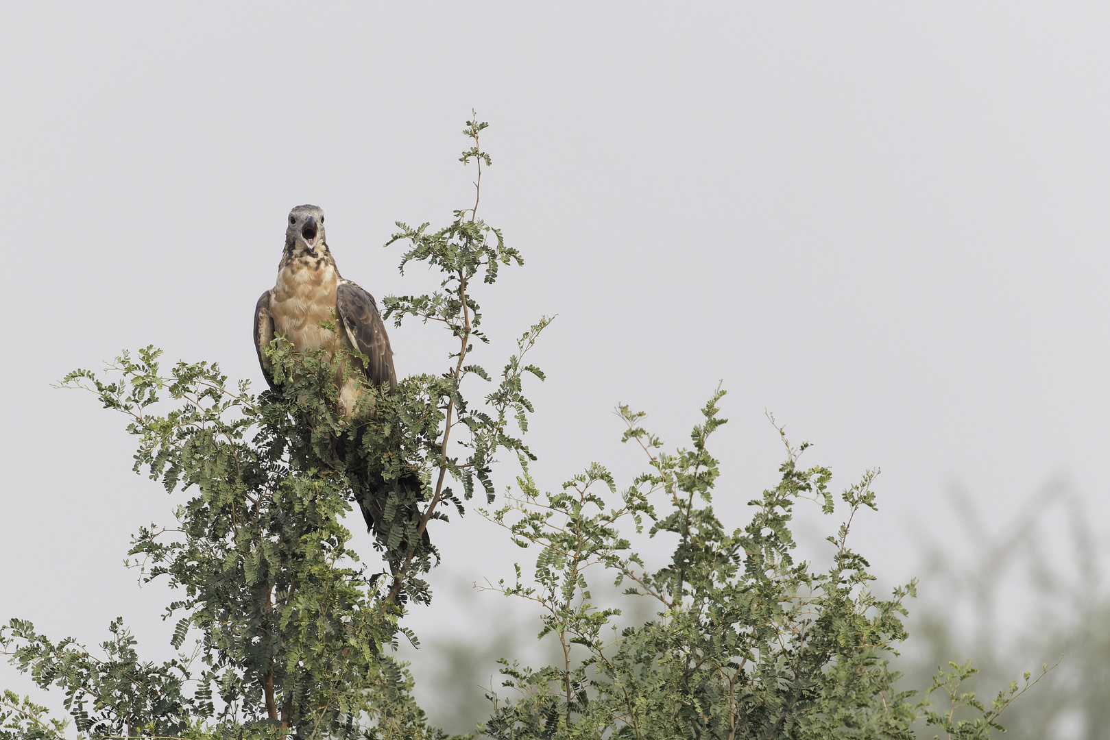 Crested honey buzzard (Oriental honey buzzard)