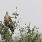 Crested honey buzzard (Oriental honey buzzard)