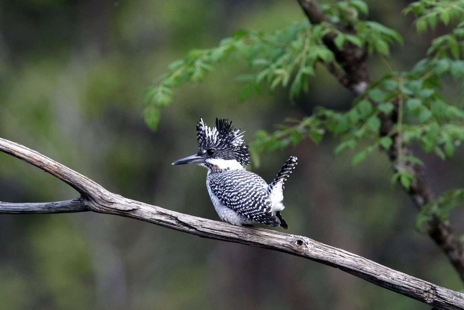 Crested kingfisher1