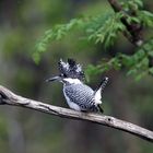 Crested kingfisher1