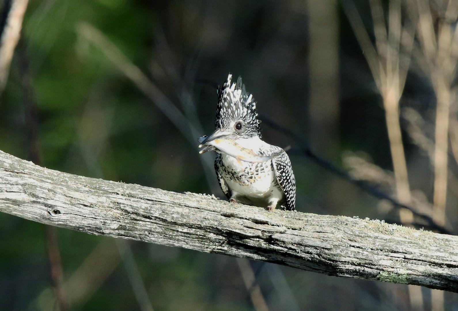 Crested kingfisher2