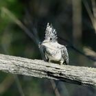 Crested kingfisher2