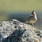 Crested Lark