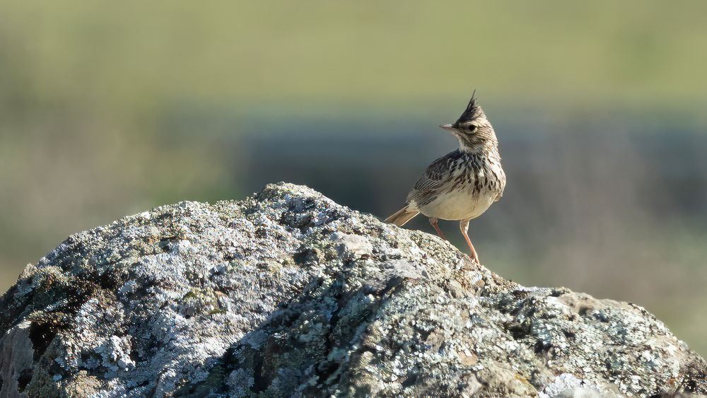 Crested Lark