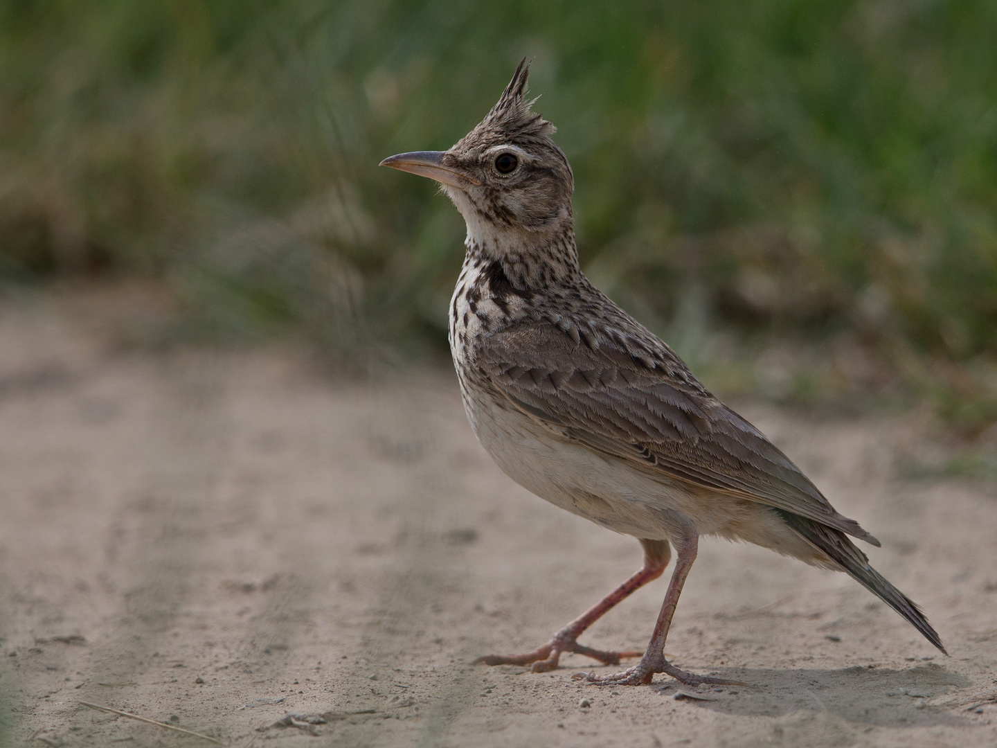 crested lark