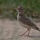 crested lark