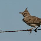 Crested Lark