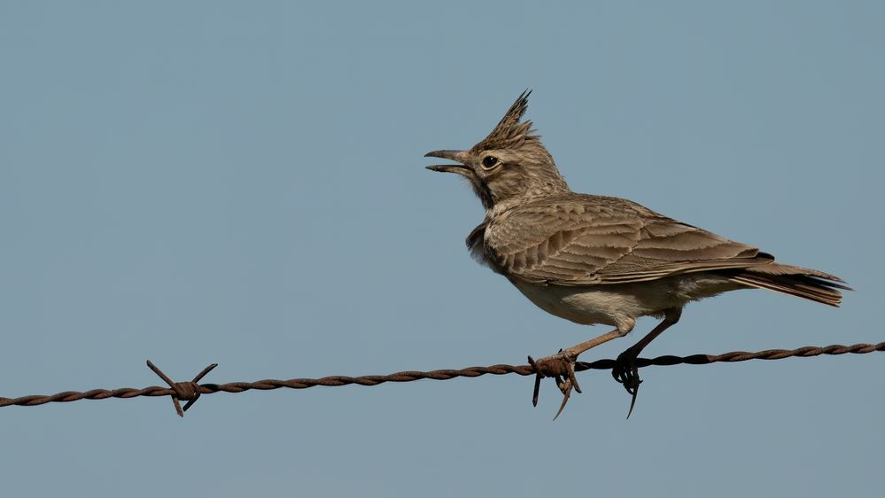 Crested Lark