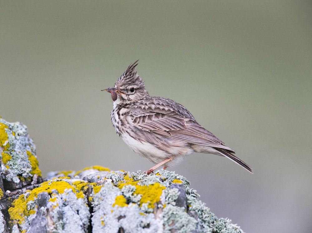 Crested Lark