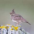 Crested Lark