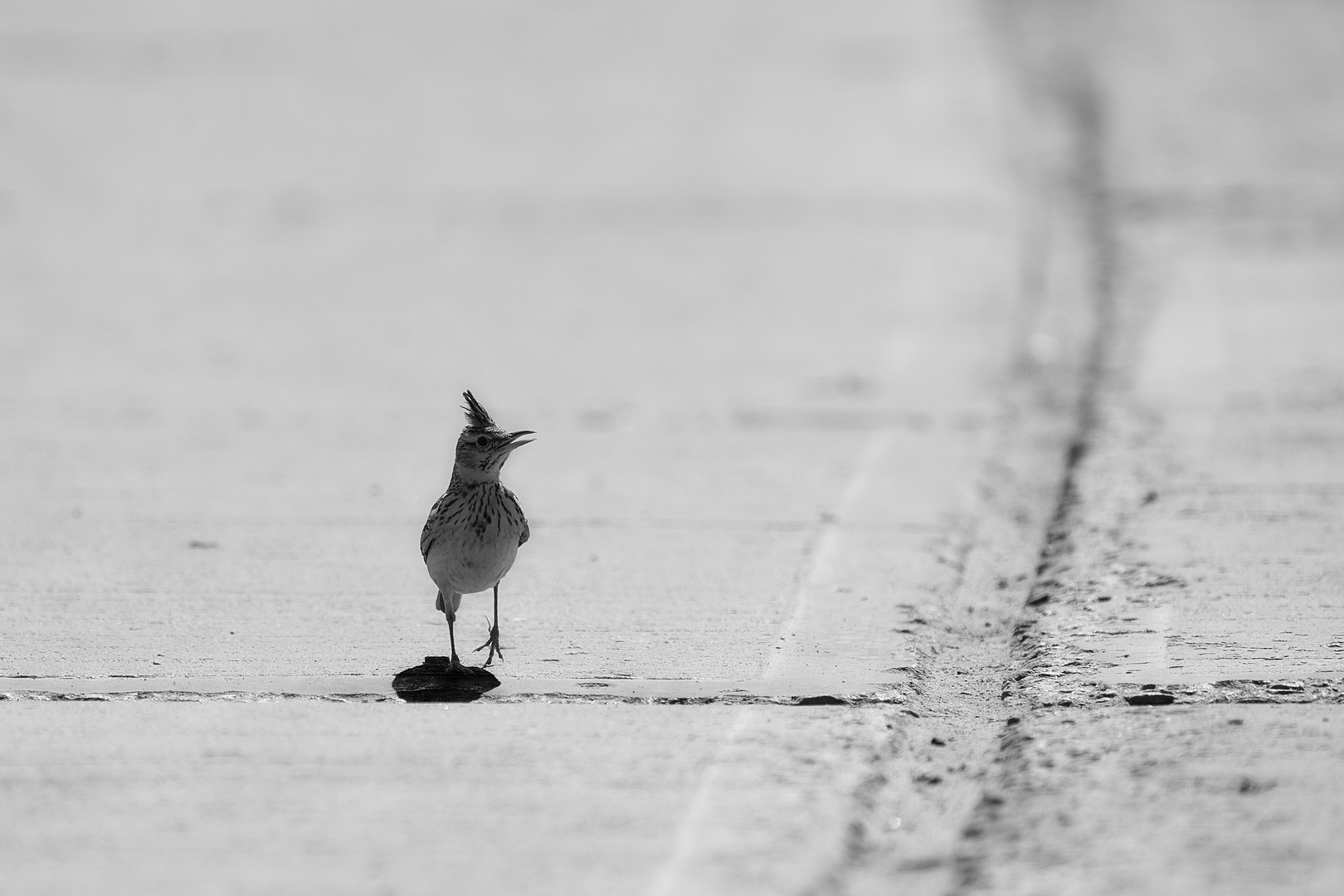 Crested lark