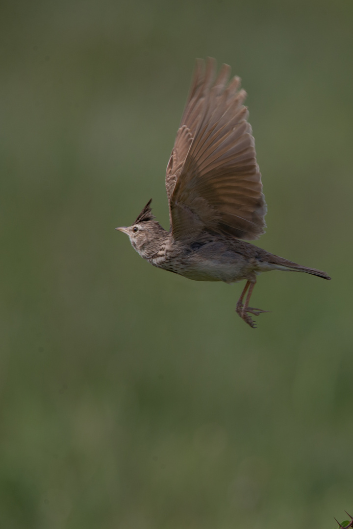 Crested lark flight