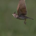 Crested lark flight