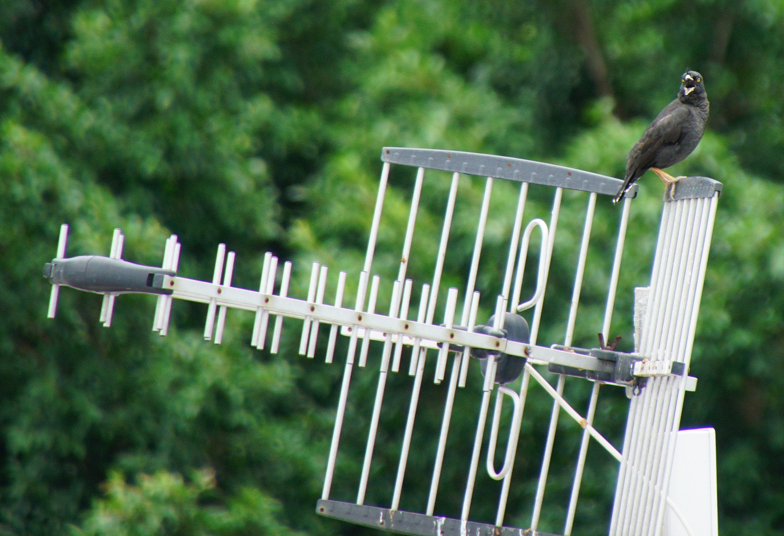 Crested Myna (Acridotheres cristatellus)