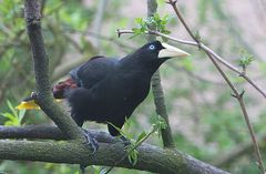 Crested Oropendola