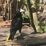 Crested oropendola Stirnvogel