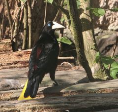 Crested oropendola Stirnvogel