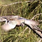 Crested Pigeon (2) ...