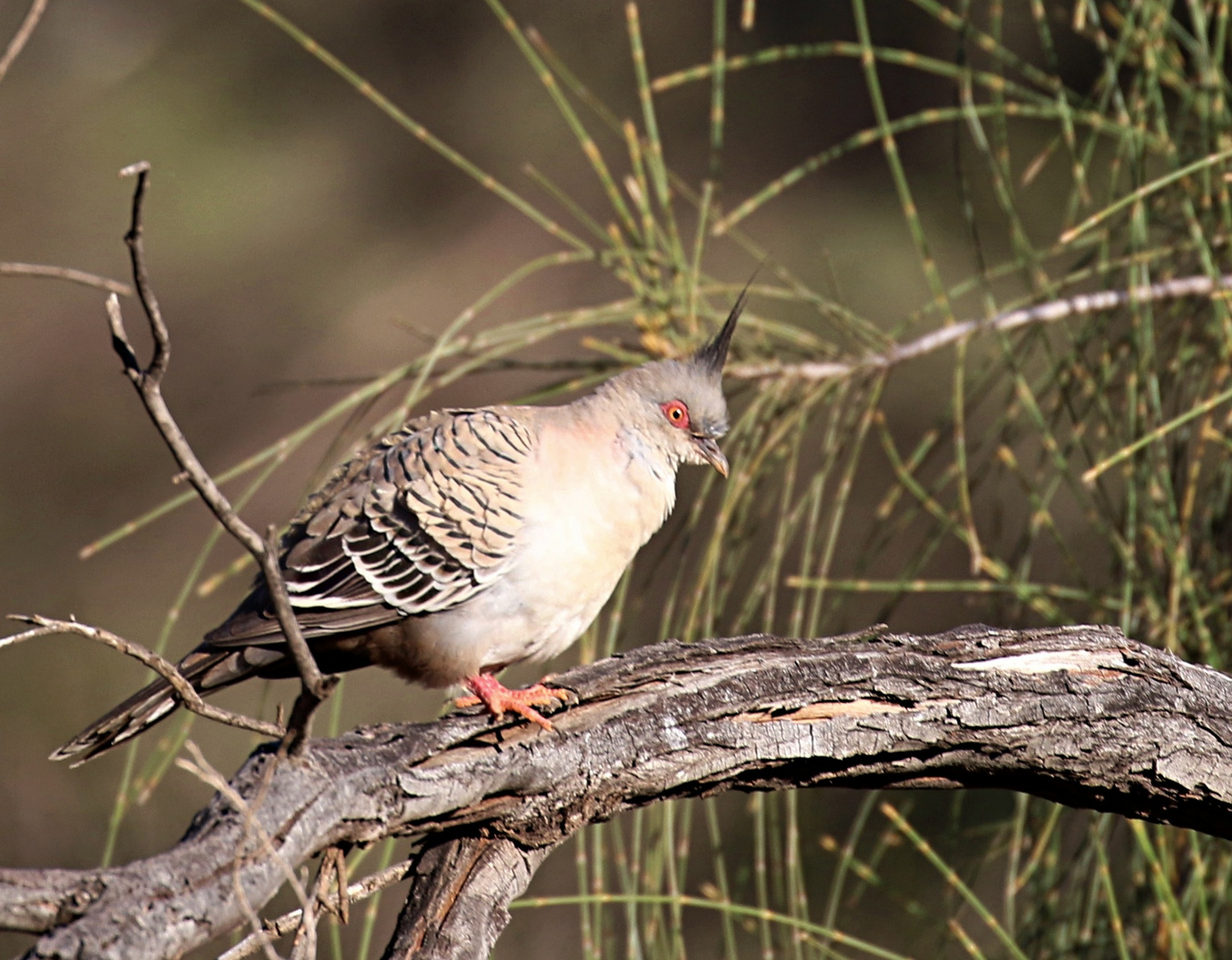 Crested Pigeon ...