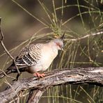 Crested Pigeon ...