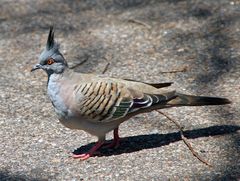 ..Crested Pigeon..