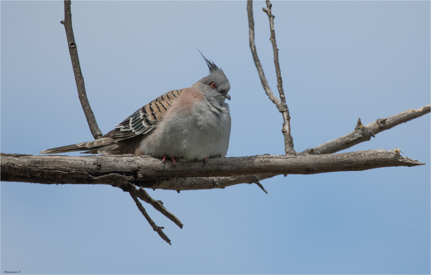 crested pigion