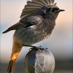 " Crested redstart "